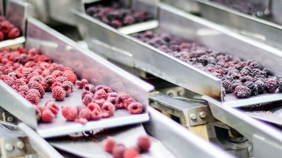 Trays with berries ready for processing